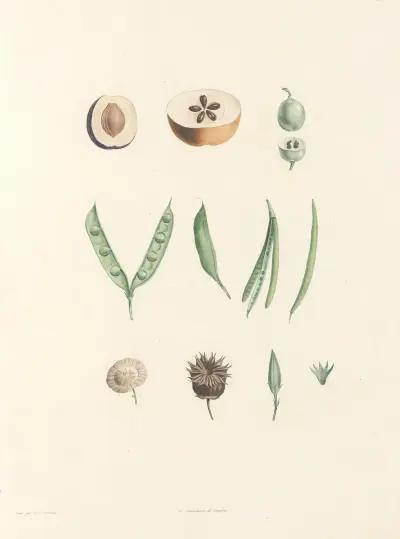 La botanique de J. J. Rousseau Pl 62 av Pierre Joseph Redouté