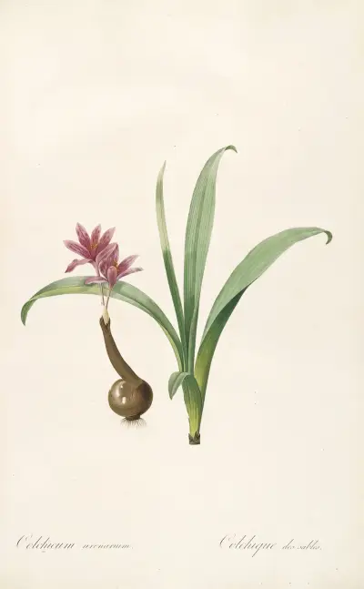 Les liliacees Pl.46 av Pierre Joseph Redouté