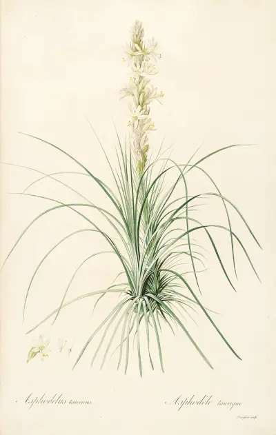 Les liliacees Pl.49 av Pierre Joseph Redouté