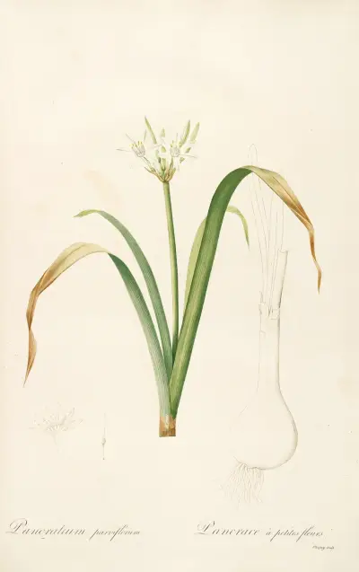 Les liliacees Pl.50 av Pierre Joseph Redouté