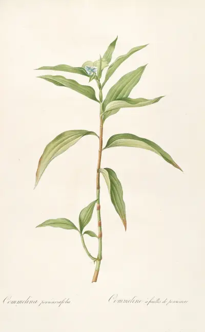 Les liliacees Pl.51 av Pierre Joseph Redouté