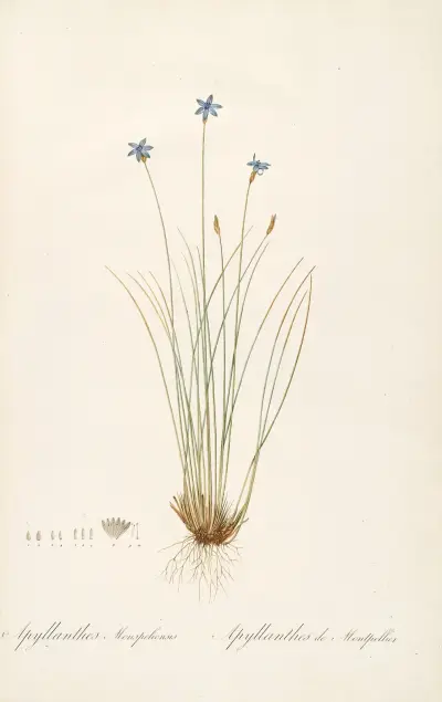 Les liliacees Pl.62 av Pierre Joseph Redouté