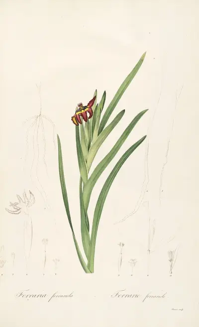 Les liliacees Pl.63 av Pierre Joseph Redouté