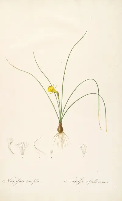 Les liliacees Pl.65 av Pierre Joseph Redouté