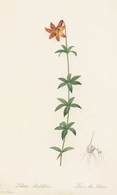 Lilium penduliflorum av Pierre Joseph Redouté
