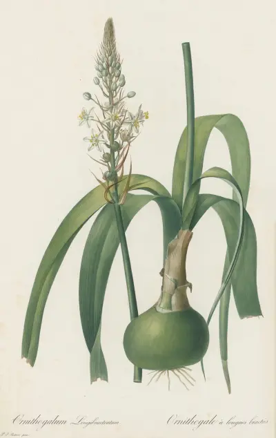 Ornithogalum longibracteatum av Pierre Joseph Redouté
