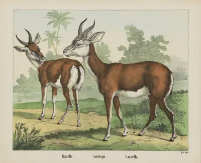 Antilope von Joseph Scholz