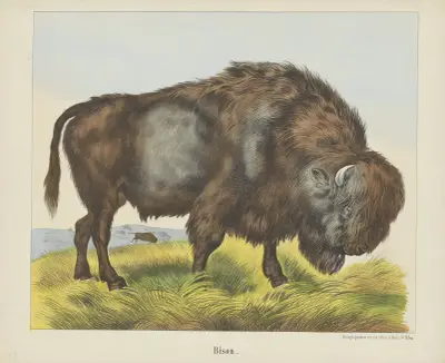 Bison von Joseph Scholz