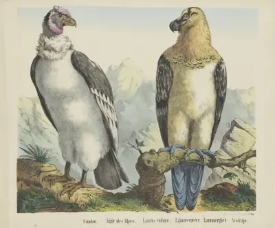 Condor av Joseph Scholz