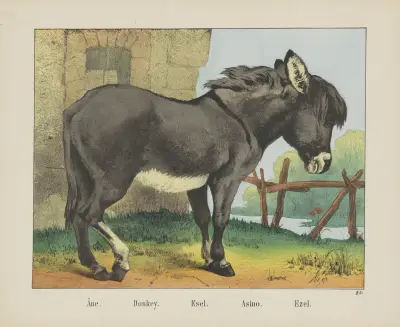 Donkey av Joseph Scholz