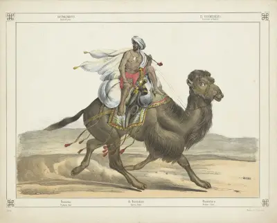 Dromedar von Joseph Scholz