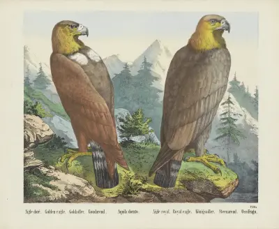 Steinadler von Joseph Scholz