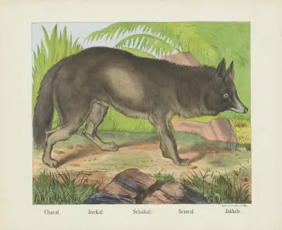 Schakal von Joseph Scholz