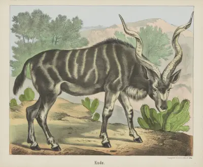 Kudu, Joseph Scholz