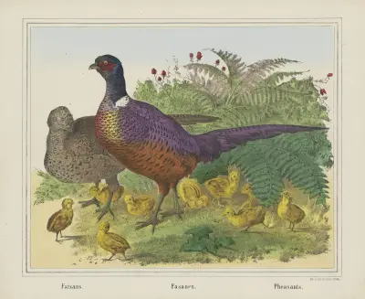 Pheasants av Joseph Scholz