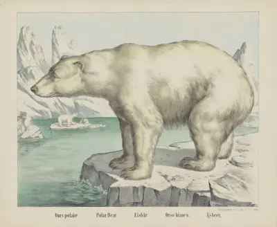 Eisbär von Joseph Scholz