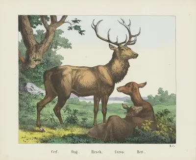 Hirsch von Joseph Scholz