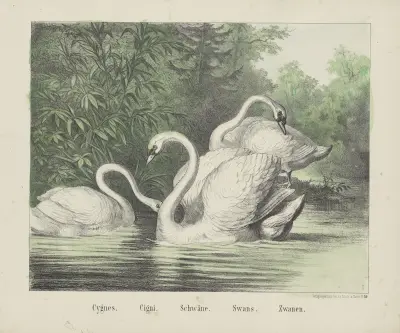 Swans av Joseph Scholz