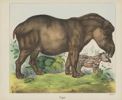 Tapir von Joseph Scholz