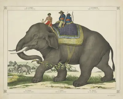 Der Elefant von Joseph Scholz
