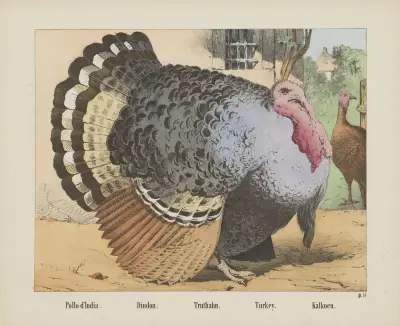 Truthahn von Joseph Scholz