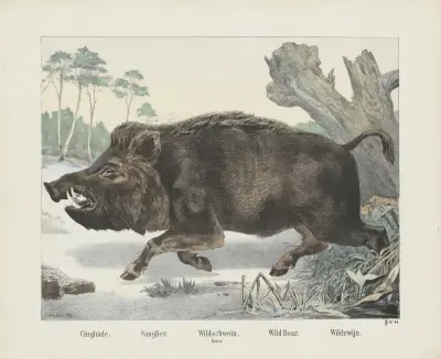Wildschwein von Joseph Scholz