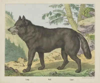 Wolf von Joseph Scholz