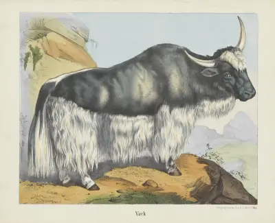 Yack av Joseph Scholz