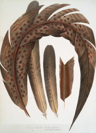 1-3. Argus ocellatus; 4. Argus bipunctatus., Joseph Smit