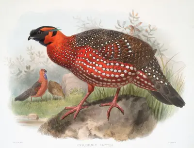 Ceriornis satyra. av Joseph Smit