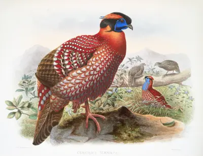 Ceriornis Temmincki. av Joseph Smit