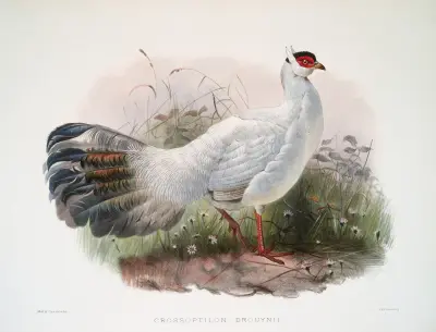 Crossoptilon Drouynii. av Joseph Smit