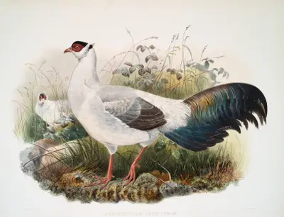 Crossoptilon thibetanum. av Joseph Smit