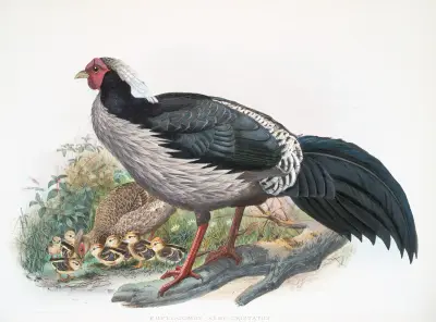 Euplocomus albo-cristatus., Joseph Smit
