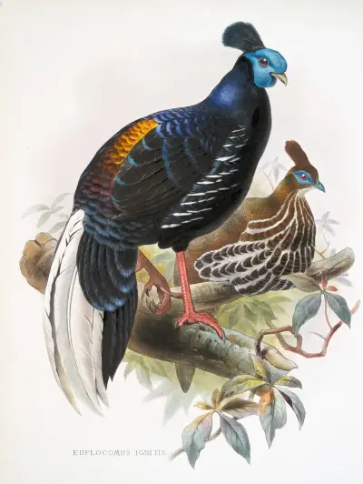 Euplocomus ignitus. av Joseph Smit