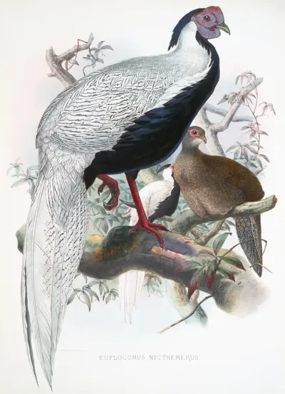 Euplocomus nycthemerus. av Joseph Smit