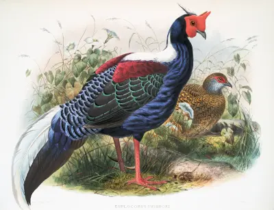 Euplocomus Swinhoei. av Joseph Smit