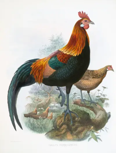 Gallus ferrugineus. av Joseph Smit