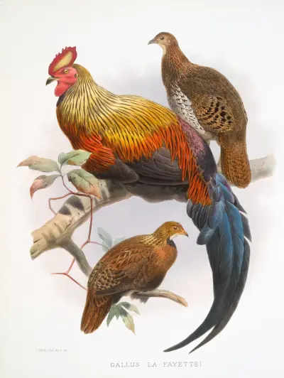 Gallus La-Fayettei von Joseph Smit