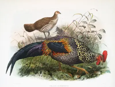 Gallus Sonneratii. av Joseph Smit