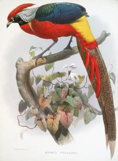 Hybrid Pheasant. av Joseph Smit