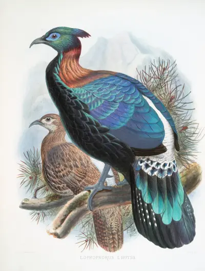 Lophophorus Lhuysii von Joseph Smit