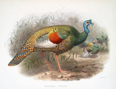 Melaeacris Ocellata av Joseph Smit
