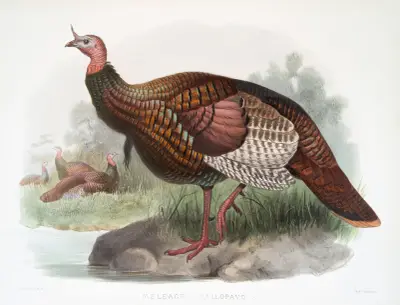 Meleagris gallopavo. av Joseph Smit