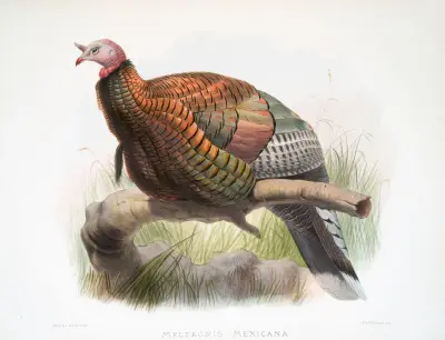 Meleagris mexicana., Joseph Smit