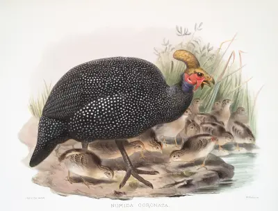 Numida coronata. av Joseph Smit