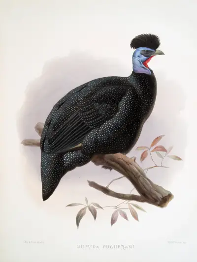Numida Pucherani. av Joseph Smit