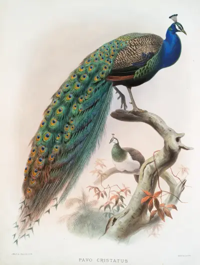 Pavo cristatus. av Joseph Smit