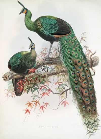 Pavo muticus., Joseph Smit