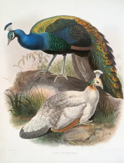 Pavo nigripennis. av Joseph Smit